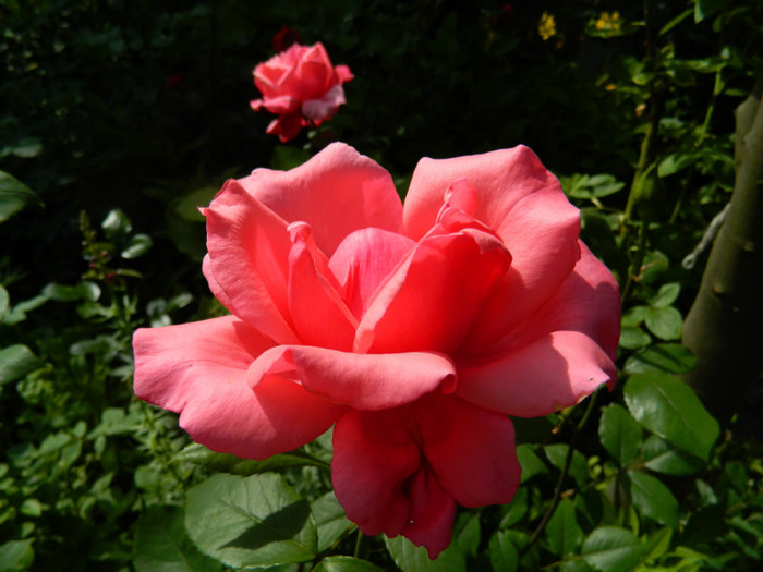 DSCN6769
