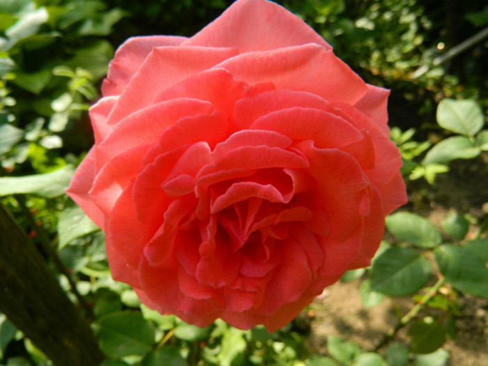 DSCN6770