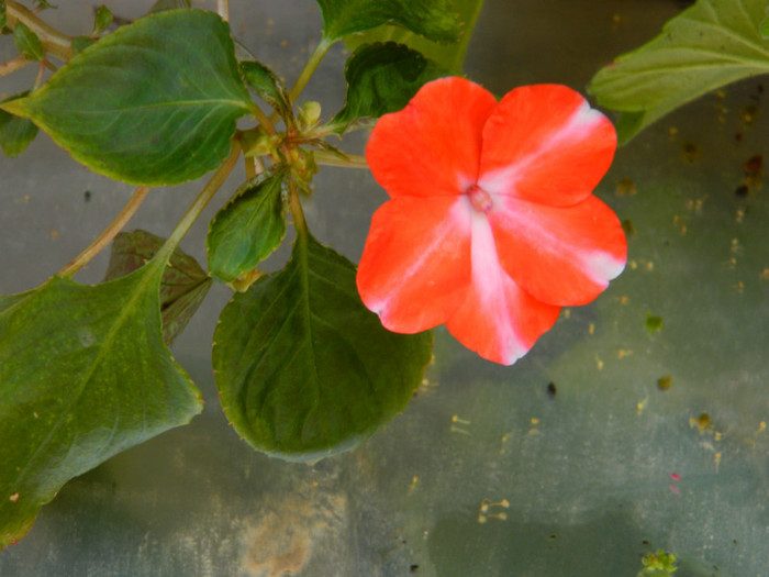 DSCN6774