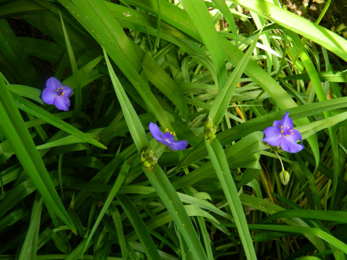 DSCN6784 - 2 Mai 2012