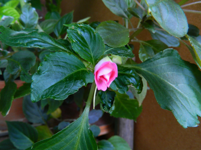 DSCN6786 - 2 Mai 2012