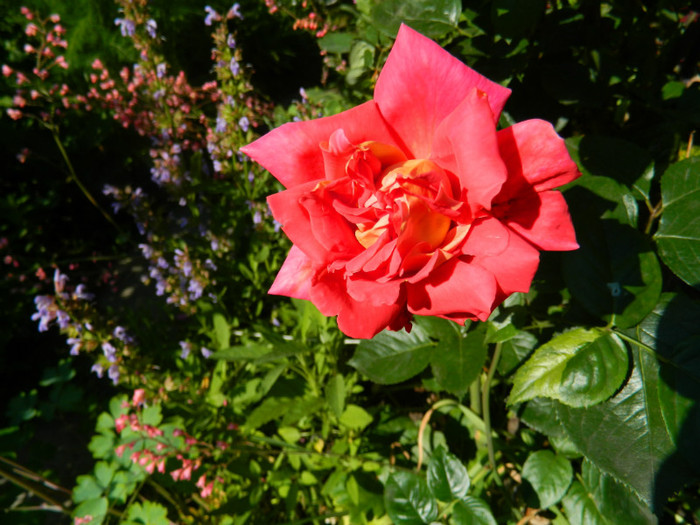 DSCN6821 - 2 Mai 2012