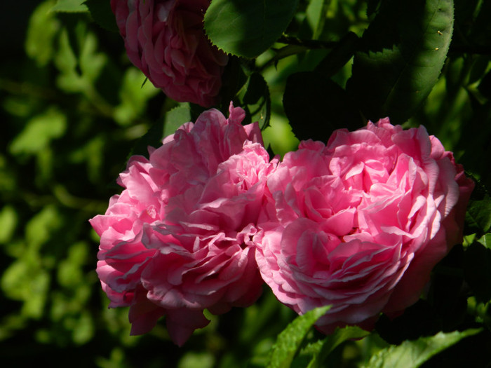 DSCN6825 - 2 Mai 2012