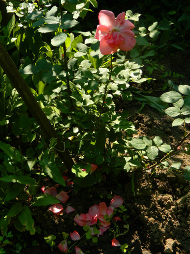 DSCN6826 - 2 Mai 2012