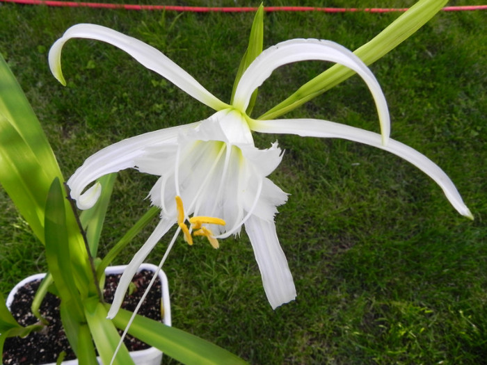  - Hymenocallis Festalis