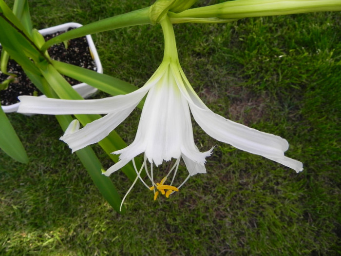  - Hymenocallis Festalis