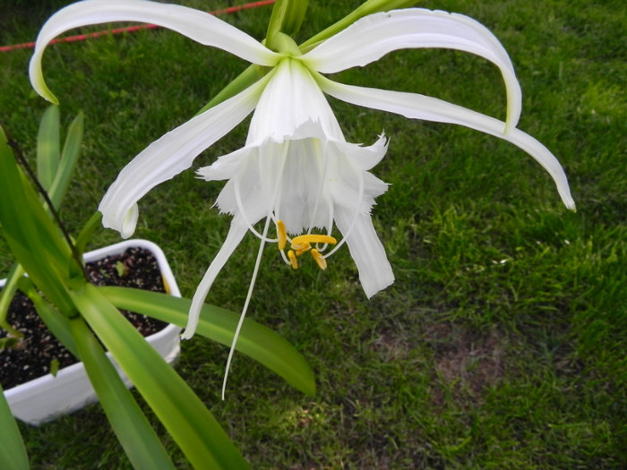  - Hymenocallis Festalis