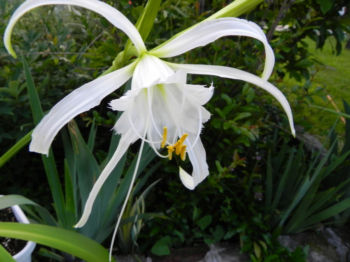  - Hymenocallis Festalis