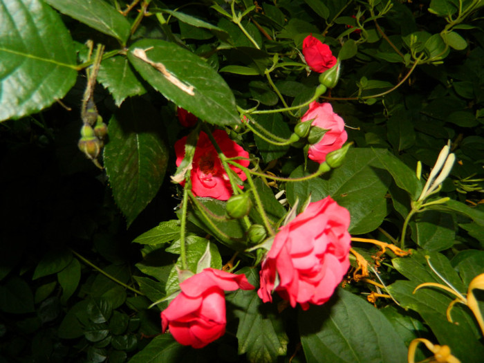 DSCN6917 - 2 Mai 2012