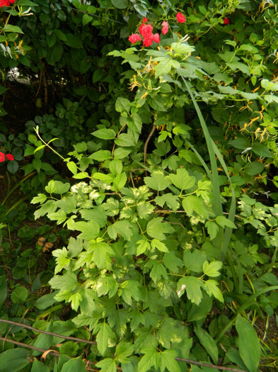 DSCN6918 - 2 Mai 2012