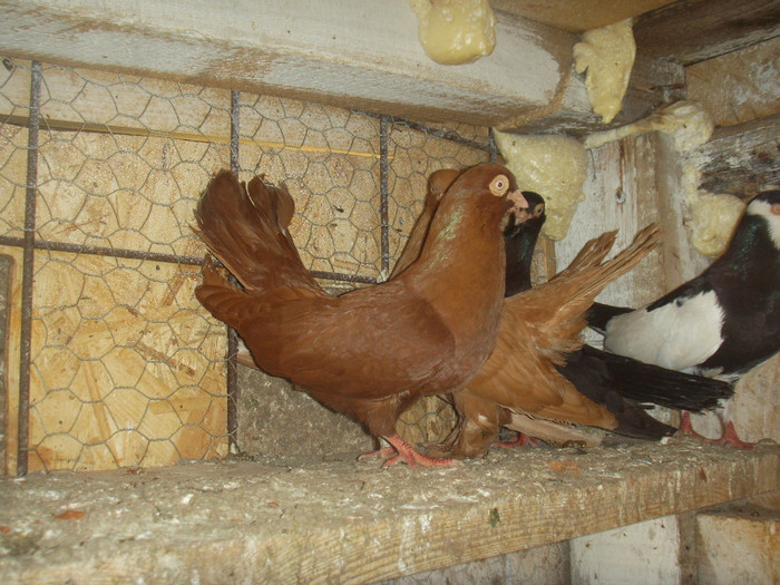 SSL15963 - Jucator de Galati unicolor