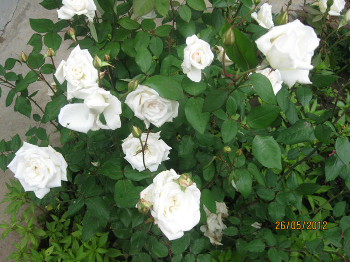 IMG_4371 - Trandafiri crini bujori 2012