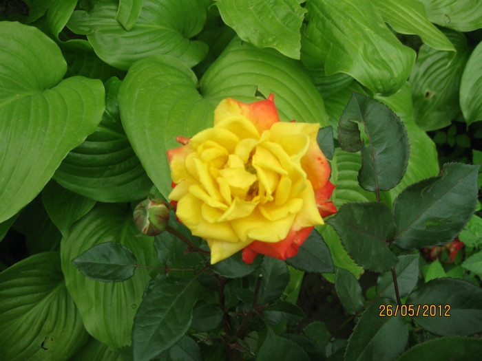 IMG_4391 - Trandafiri crini bujori 2012