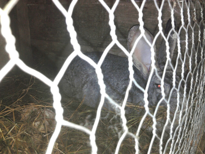 Fotografie1881 - 3-matca iepuri 2012