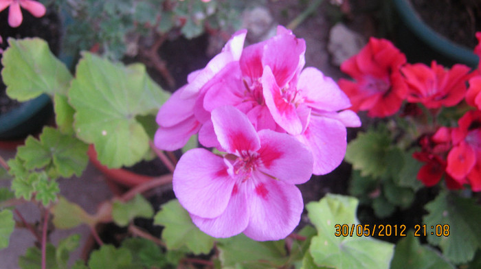 Picture 010 - florile  anului  2012