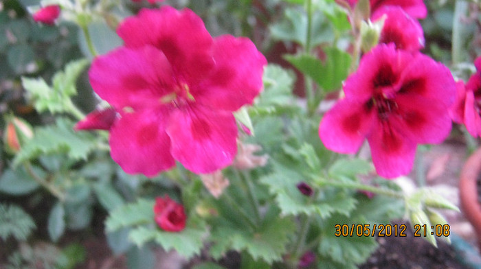 Picture 011