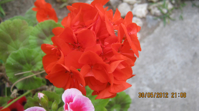 Picture 017