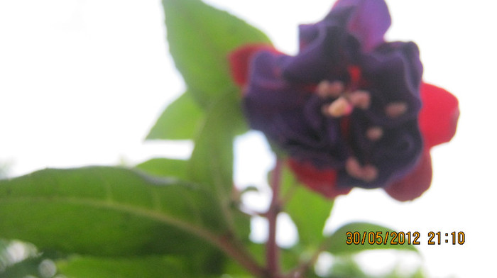 Picture 020