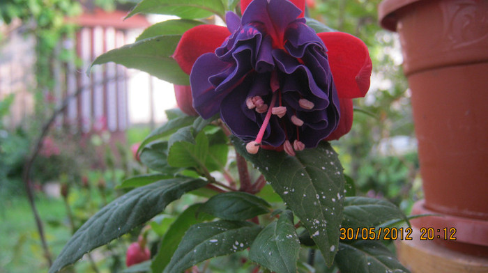 Picture 001