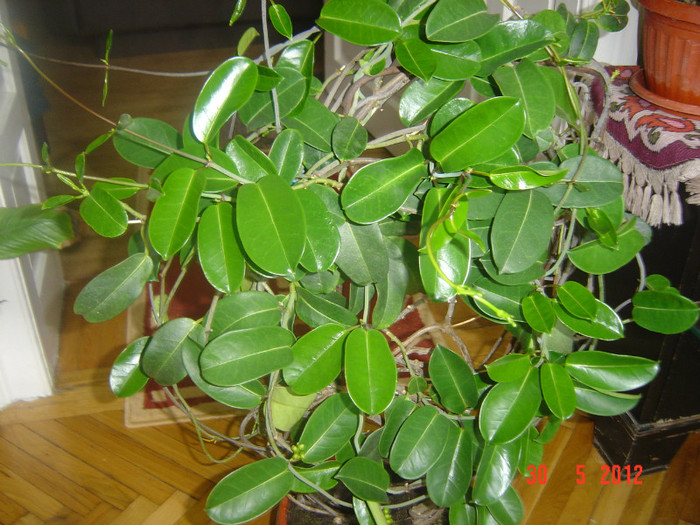 poze 749 - 0- STEPHANOTIS