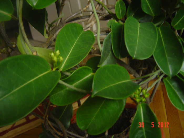 poze 750 - 0- STEPHANOTIS