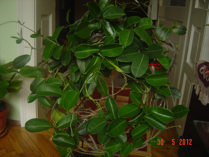 poze 752 - 0- STEPHANOTIS