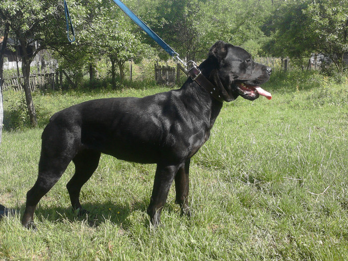 P300512_16.19 - CANE CORSO