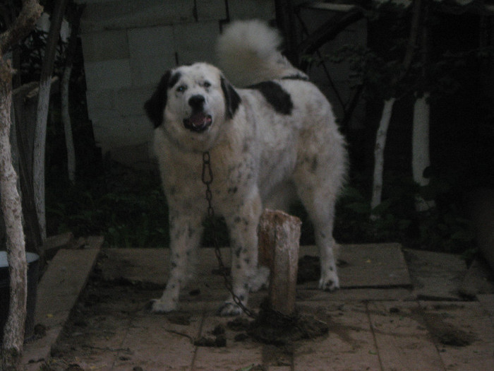 femela