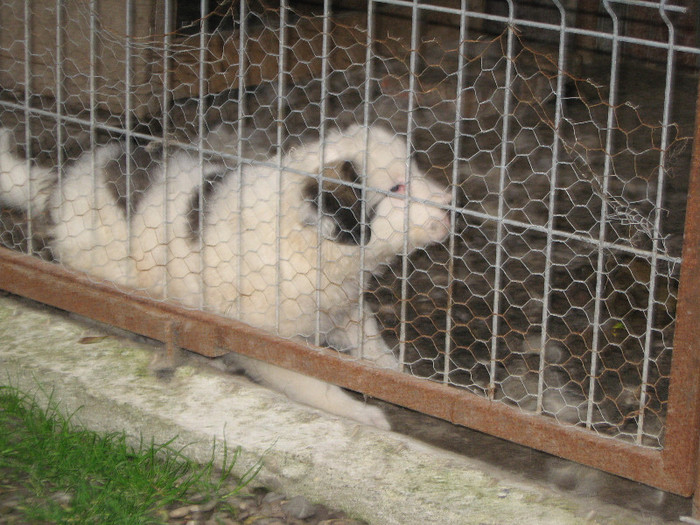 mascul 7 saptamani