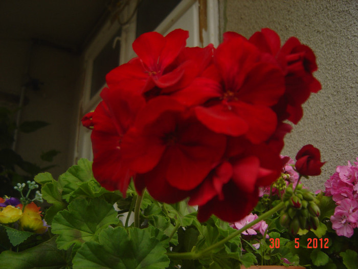 poze 755 - 2011-2012 MUSCATE