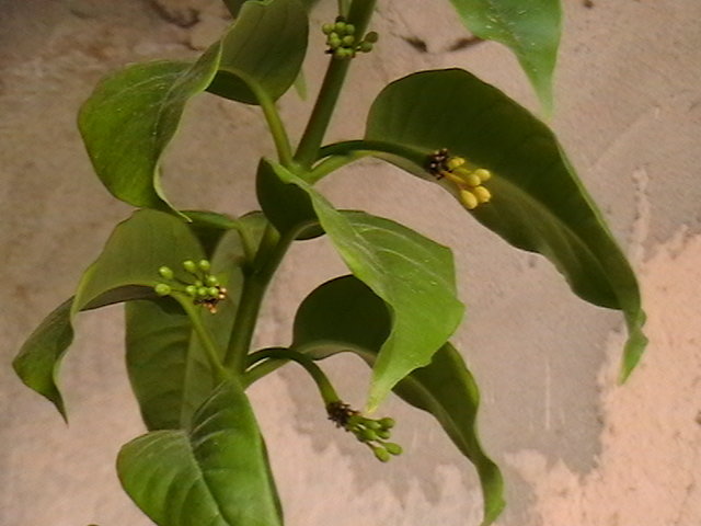 Picture 041 - multiflora