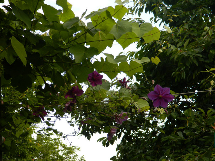 DSCN6944