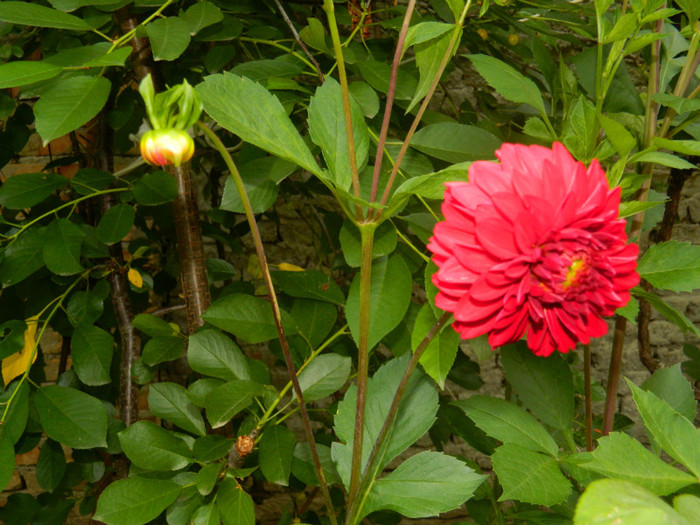 DSCN6949
