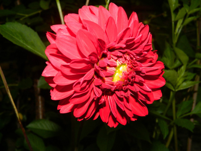 DSCN6950