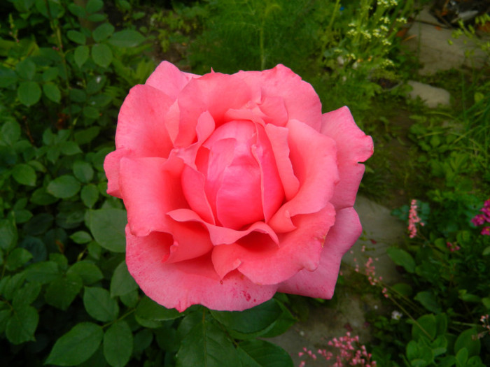 DSCN6954