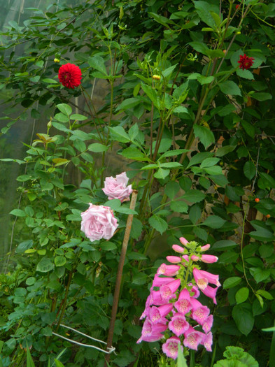 DSCN6980