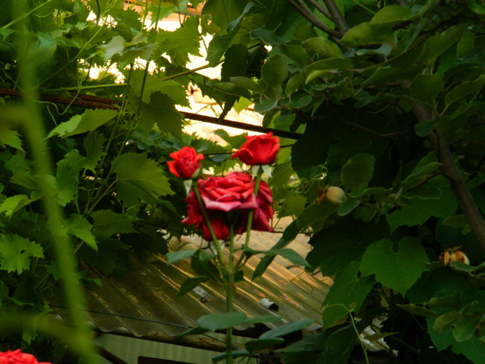 DSCN6987