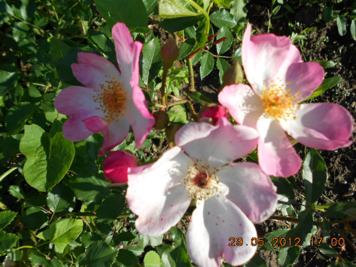 Fleurette - Trandafirii Lottum in gradina mea