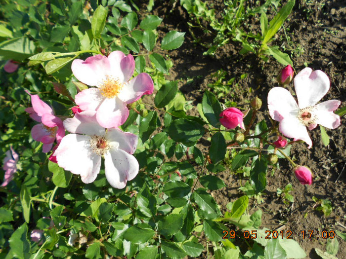 Fleurette - Trandafirii Lottum in gradina mea