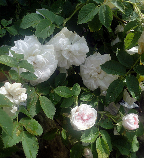 englez  - Rosa alba maxima