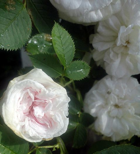 engl - Rosa alba maxima