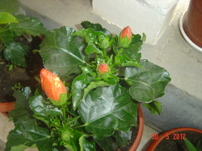 poze 742 - 09-2012-HIBISCUS