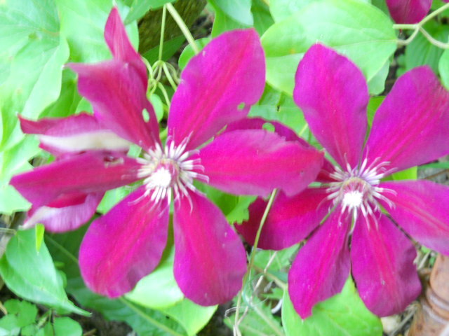 2073 - clematis