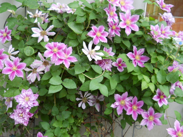 2098 - clematis