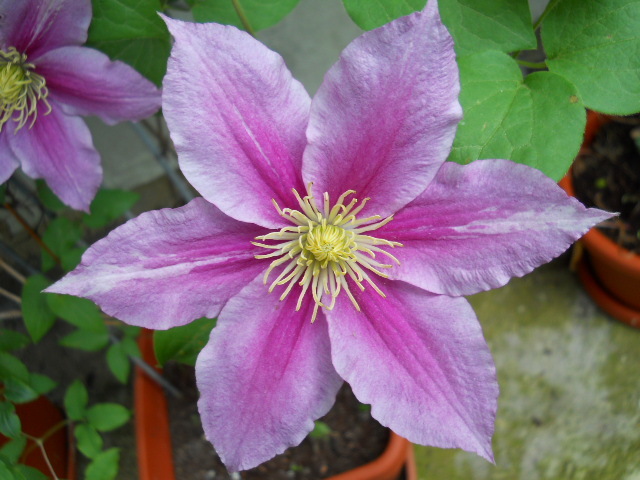 2100 - clematis