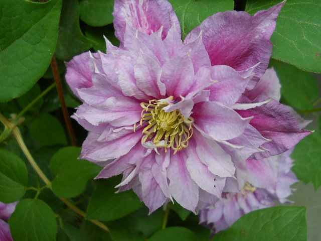 2101 - clematis