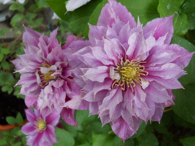 2103 - clematis