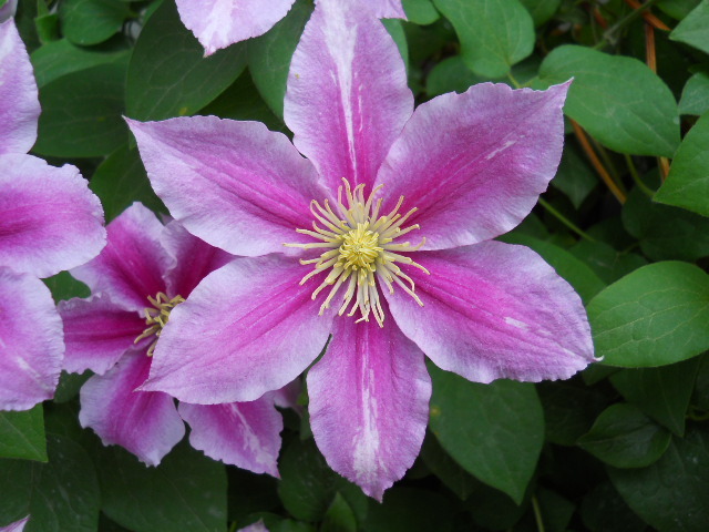 2105 - clematis