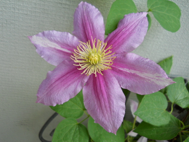 2106 - clematis