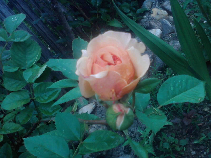 P260512_17.55_[04] - trandafiri 2012